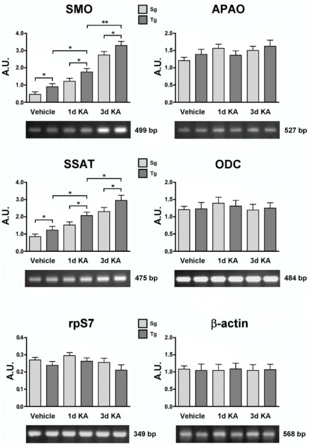 Figure 9. SMO, APAO, ODC and SSAT transcript level analyses of KA treated Tg and Sg mice