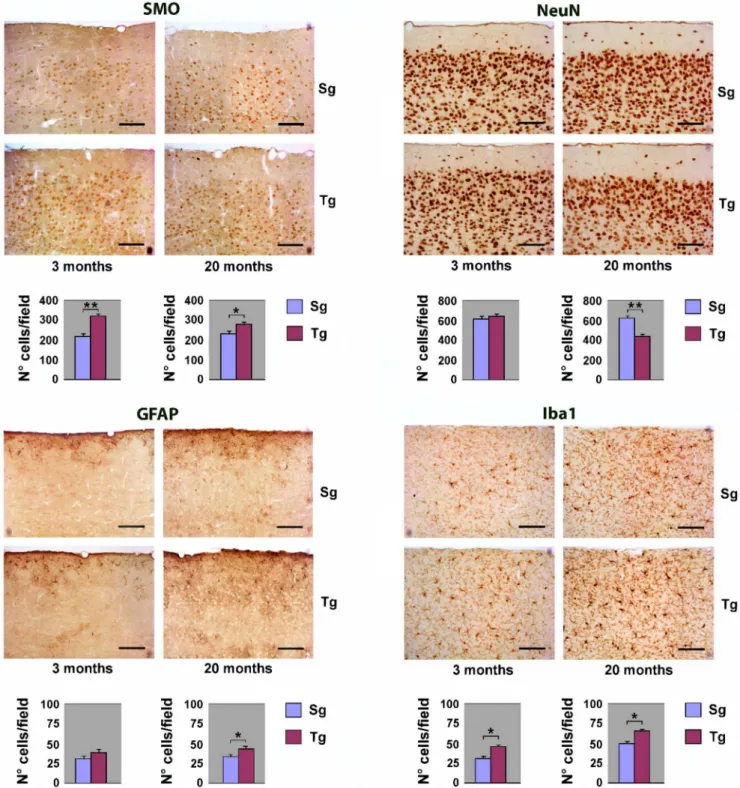 Figure 3. Immunohystochemical analysis of neocortex from Tg and Sg mice. Sagittal brain slices from JoSMOrec mice were stained with antibodies directed against SMO, NeuN, GFAP and Iba1