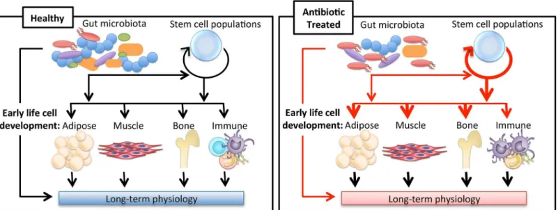 Fig 1. Impact of antibiotics on long-term physiology through microbiota changes. The gut microbiota has been shown to influence the development of the host ’ s immune system in addition to being implicated in adipose, muscle, and bone tissue growth
