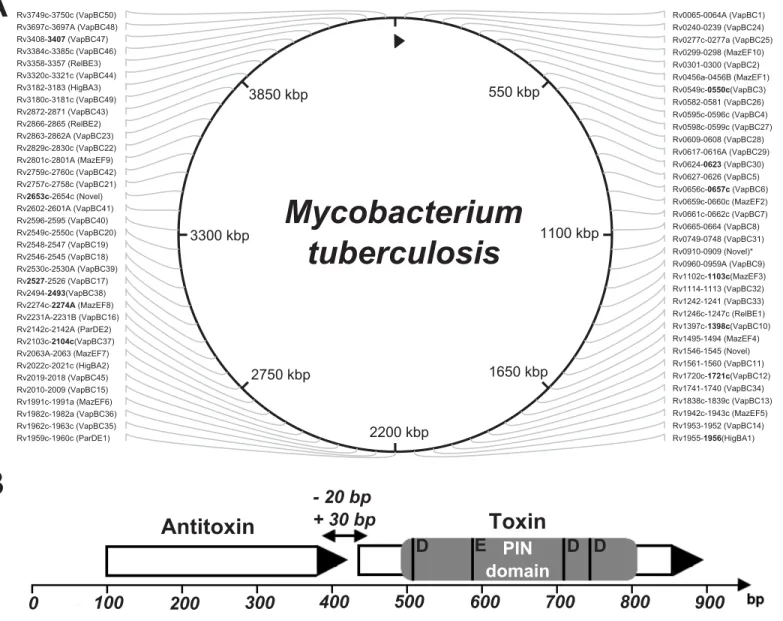Fig 1. The type II TA systems of mycobacteria were investigated. Schematic diagram of the toxin-antitoxin system