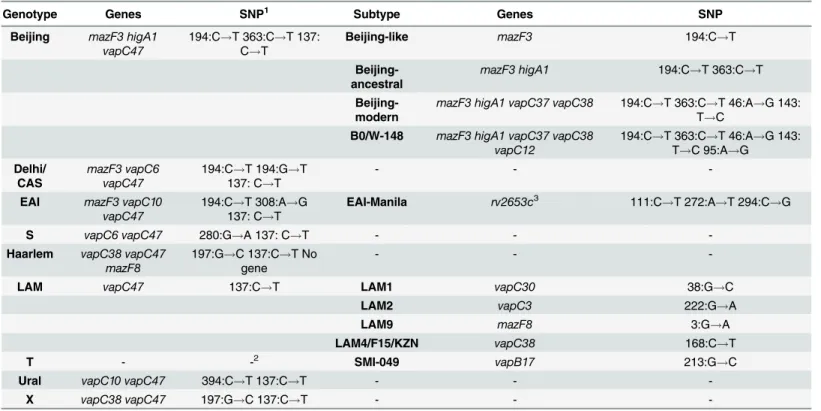 Table 2. The minimum set of genes for genotyping strains of M. tuberculosis, developed on the basis of SNP in genes of TA systems of VapBC, HigAB and MazEF families.