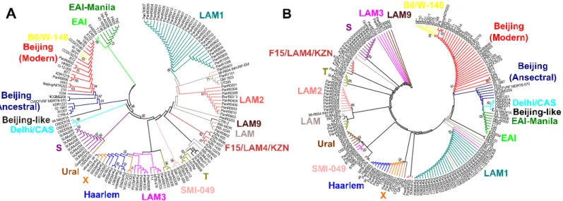 Fig 2. Phylogenetic relationship between different genotypes of the M. tuberculosis. (A) Phylogenetic tree constructed on the basis of polymorphisms (SNP) in all of the considered genes of type II TA systems