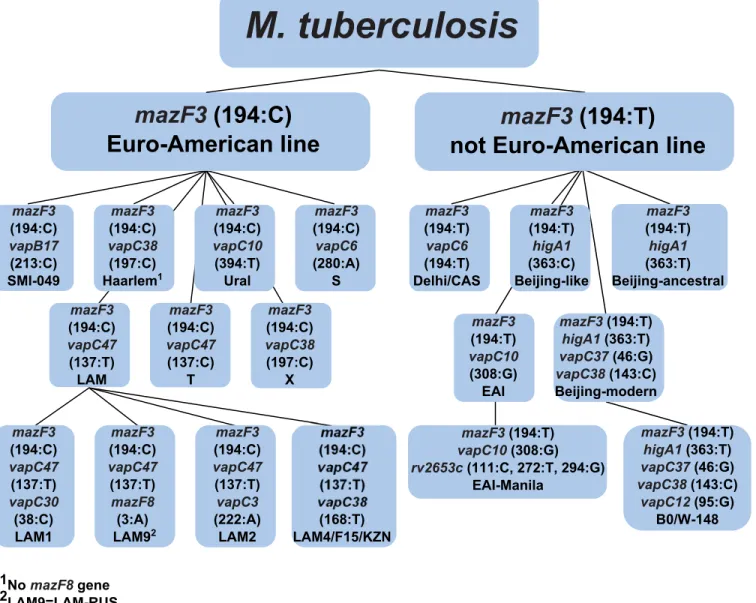 Fig 3. Scheme of typing of M. tuberculosis strains using 13 genes of type II TA systems