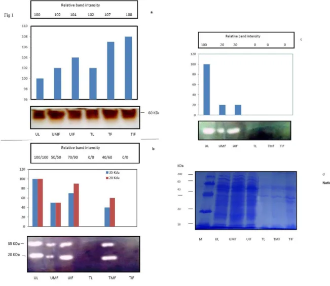 Figure   1(d):  NATIVE-PAGE   analysis   of   un-treated   (not   boiled)   and   treated   (boiled)   proteins   from   different   tissues   of  Parthenium   hysterophorus