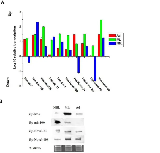 Figure 7. NAT-derived siRNA that matched to the sense and antisense strands. The origin of the genomic sequence (genomic loci) is named on top