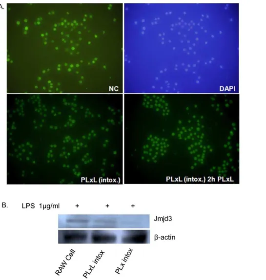 Figure 6. Analysis of H3K27me3 and Jmjd3 expression. A. H3K27me3 was expressed in untreated Raw 264.7 cells, and there was no significant variation in expression in PLxL intoxication-resistant cells (with or without PLxL, 0.1+0.1+1 mg/ml for 2 h treatment)