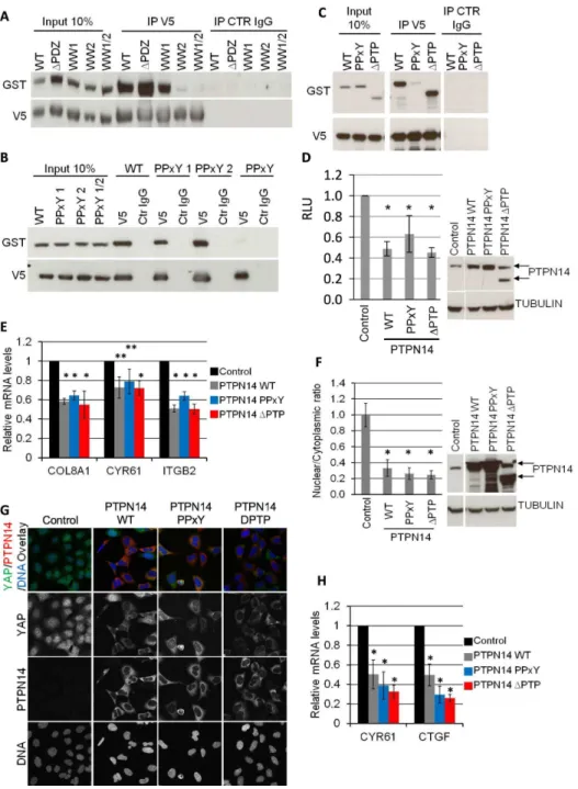 Figure 3. YAP-PTPN14 binding is mediated through the WW domain-PPxY motif interaction