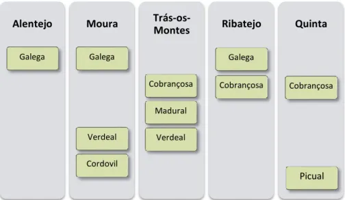 Figura 9 - Variedades de azeitonas das amostras de azeites virgem extra em estudo