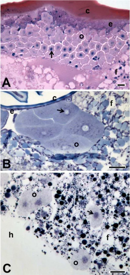 Fig. 1 Histological sections showing the location and organization of oenocytes in insects