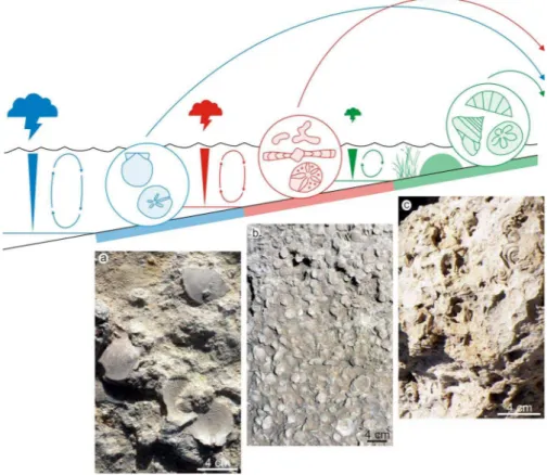 Fig. 5. Facies model for shallow-marine tempestite deposition on the Kachchh Mainland Uplift carbonate ramp illustrating the relationships of skeletal composition and storm intensity (cloud symbol: green = weak, red = moderate, blue = strong)