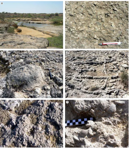 Fig. 3. Field aspects of tempestite facies in the Maniyara Fort Formation. (a) Vast tempestite shell beds exposed in the bed of Bermoti River.