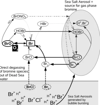 Fig. 1. Simplified overview of the interacting chemistry in the wa- wa-ter, the gas phase and aerosol particles.