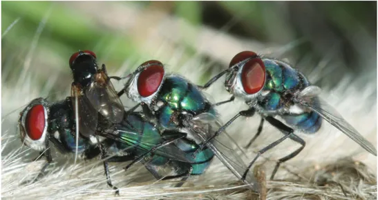 Fig. 4. A copulating pair of C. albiceps attacked by males of H. aenescens and C. albiceps at the same time.