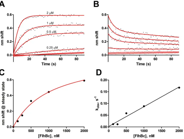 Fig 3. FlhA C -FlhB C binding. Ligand FlhA C was exposed to 2, 1, 0.5, 0.25 and 0.125 μM FlhB C 