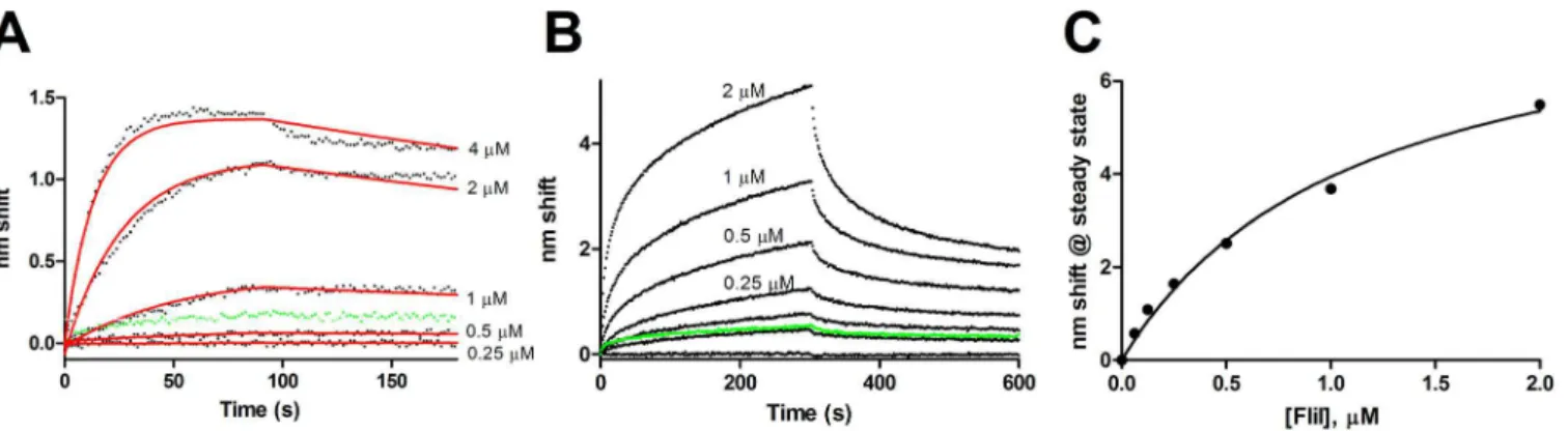 Fig 4. FlhB C -FliI binding. FlhB C was used as ligand to examine binding of FliI in the absence and presence of ATP
