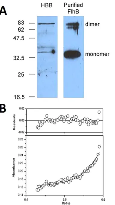 Fig 5. Full-length FlhB forms a dimer. A, anti-FlhB immunoblot of hook-basal body preparation (HBB) and purified FlhB(N269A)