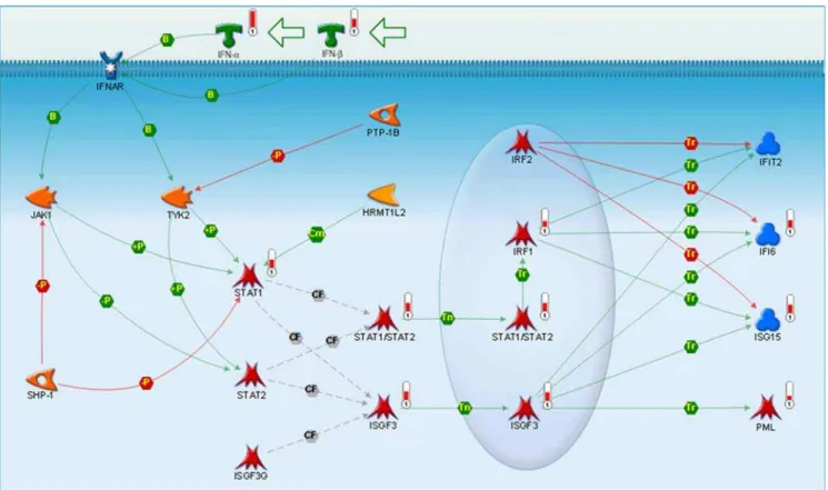 Table S4. The probes upregulated by IFN-a2a are similar to those by leukocyte IFN (data not shown).