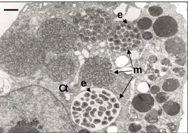 FIGURE 1. Electron photomicrograph  of a canine macrophage-like cell  (DH82, ATCC CRL-10389) infected  with  Ehrlichia canis (adapted from  Popov et al., 1998)