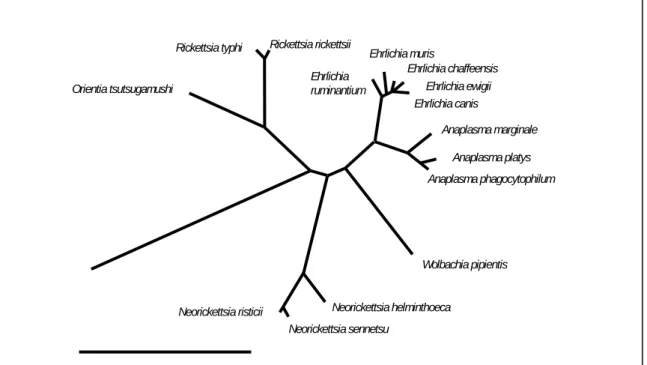 FIGURE 2. Current phylogeny and taxonomic classification of genera in the family  Anaplasmataceae