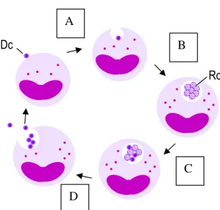 FIGURE 3. Representation of the intracellular  cycle proposed for A. phagocytophilum. 