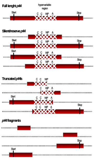 FIGURE 4. Representation of p44 genes  (adapted from Hotopp et al., 2006). 