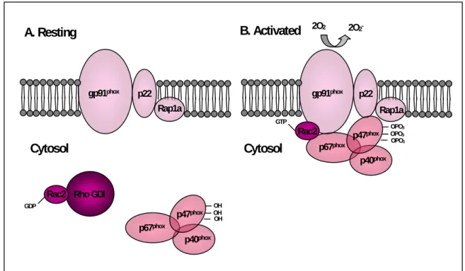 FIGURE 5. Representation of NADPH oxidase (adapted from Carlyon &amp; Fikrig, 2003, 2006)
