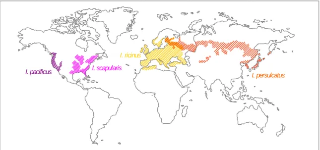 FIGURE 6. Approximate geographic distributions of four medically important Ixodes  persulcatus/ricinus complex ticks (adapted from Swanson et al., 2006)