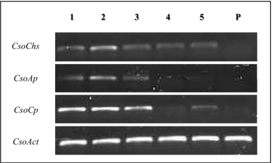 Fig 8. Semi-quantitative RT-PCR expression analysis of Carboxypeptidase (CsoCp), Chitin Synthase (CsoChs), Aminopeptidase (CsoAp) transcripts in five larval development and pupae stages of C.