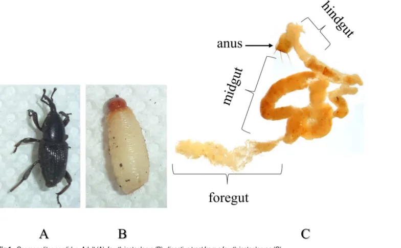 Fig 1. Cosmopolites sordidus. Adult (A), fourth instar larva (B), digestive tract from a fourth instar larvae (C).