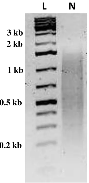 Fig 2. Electrophoresis of normalized cDNA from C. sordidus midgut. Normalized cDNA library containing transcripts ranging from 0.2 to 1.5 kb in size were subject to 454-mediated pyrosequencing