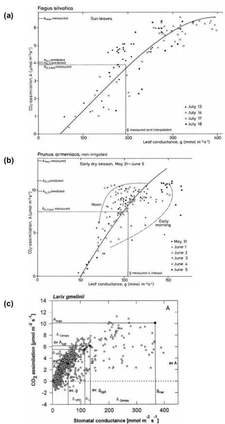 Fig. 3. CO 2 assimilation as related to leaf conductance for (a) Fagus sylvatica in the temperate deciduous forest of Germany (Schulze, 1970), (b) Prunus armeniaca in a run-off Fram of the Negev (Schulze and Hall, 1982), and (c) Larix gmelinii in East Sibe