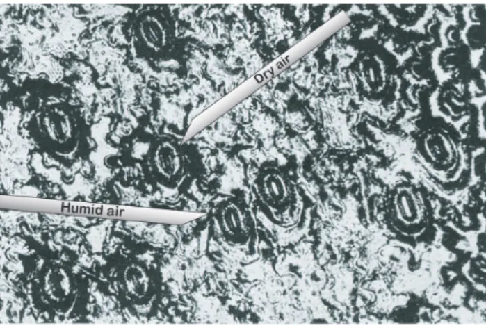 Fig. 4. CO 2 -assimilation of leaves in different vegetation types as related to leaf nitrogen concentration (Field and Mooney, 1986).