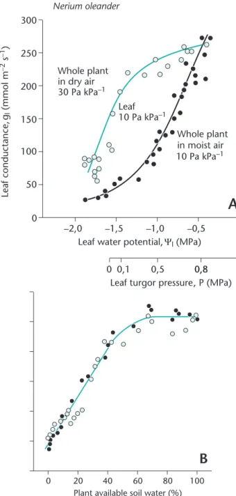 Fig. 7. Maximum canopy conductance (dashed line) and surface conductance (solid line) as related to leaf area index