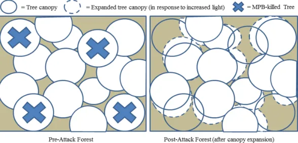 Fig. 7. Remaining canopy and subcanopy trees can be expected to expand in response to increased light availability post-MPB attack;