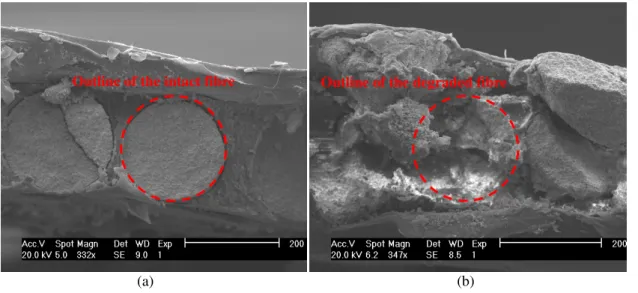 Figure 10: The SEM images of the sensor at (a) undamaged zone (b) damaged zone 