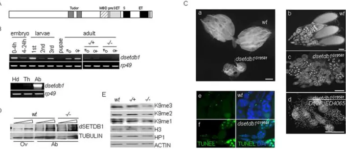 Figure 2. Pericentric heterochromatin localization of dSETDB1 in the germarium. (A) Whole-mount mRNA in-situ hybridization using a probe either for dsetdb1 or Su(var)3–9