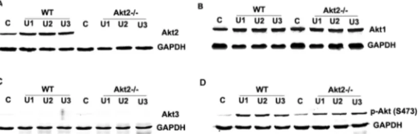 Figure 3. Akt isoforms and p-Akt (Ser473) protein expressions in the kidneys from wild type (WT) and Akt2 knockout (KO) mice.