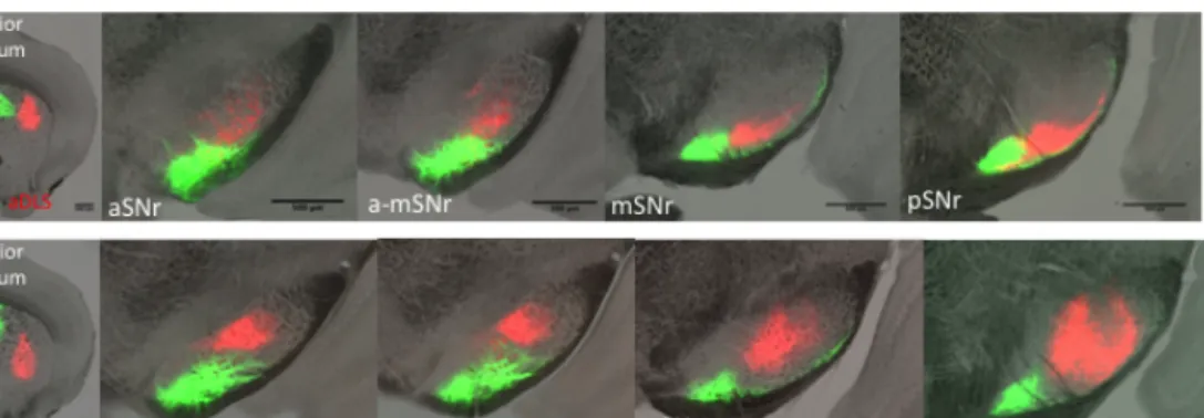 Figure 2.2 | Example images of striatonigral pathway aDMS-aDLS and aDMS- aDMS-aVLS double labeled populations showed different projection patterns onto SNr