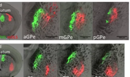 Figure 2.6 | Example images of indirect pathway mDMS-mDLS and mDMS- mDMS-mVLS populations showed different projection patterns on GPe