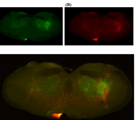 Figure 3.2| Simultaneously labeled, secondary orofacial and secondary  forelimb motor cortex projections on brainstem reticular formation (n=2)