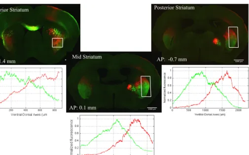 Figure 3.3| Secondary forelimb motor cortex projected dorsal to secondary  orofacial motor cortex projections on striatum (n=2)