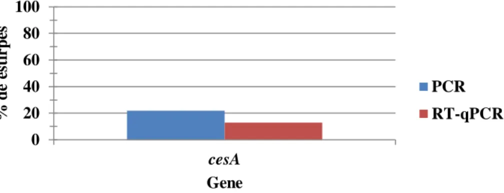 Figura 9 - Comparação entre os resultados da análise do gene cesA por PCR (Deteção) e por RT-qPCR  (Expressão);
