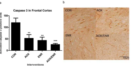 Figure 1. Immunohistochemical staining for caspase 3 in aged canine brains. a) Caspase 3 immunohistochemical staining in frontal cortices of aged dogs treated with AOX and/or ENR interventions showed significant reduction in expression of active caspase 3