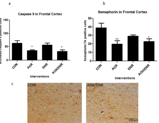 Figure 6. Interventions reduce activation of caspase 9 and semaphorin 7a expression in aged canine brains