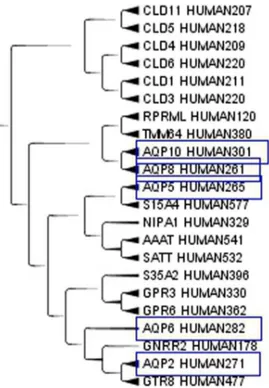 Figure 5. Human steroid 5-alpha reductase, isoform S5A2_HU- S5A2_HU-MAN. Enzyme human steroid 5-alpha reductase, isoform S5A2_HUMAN (SRD5A2 gene) in the Cladogram from Main Cluster using TreeGraph2.