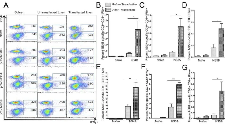 Figure 3. Flow cytometric analysis of the percentage of HCV-specific IFN-c+ T cell responses from isolated lymphocytes from the spleen, untransfected liver and transfected liver