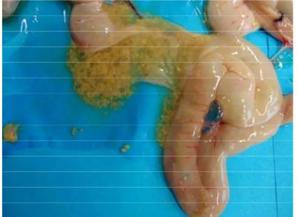 Fig. 2: Severe necrotic enteritis with necrotic pseudomem-  brane covering the intestinal mucosa