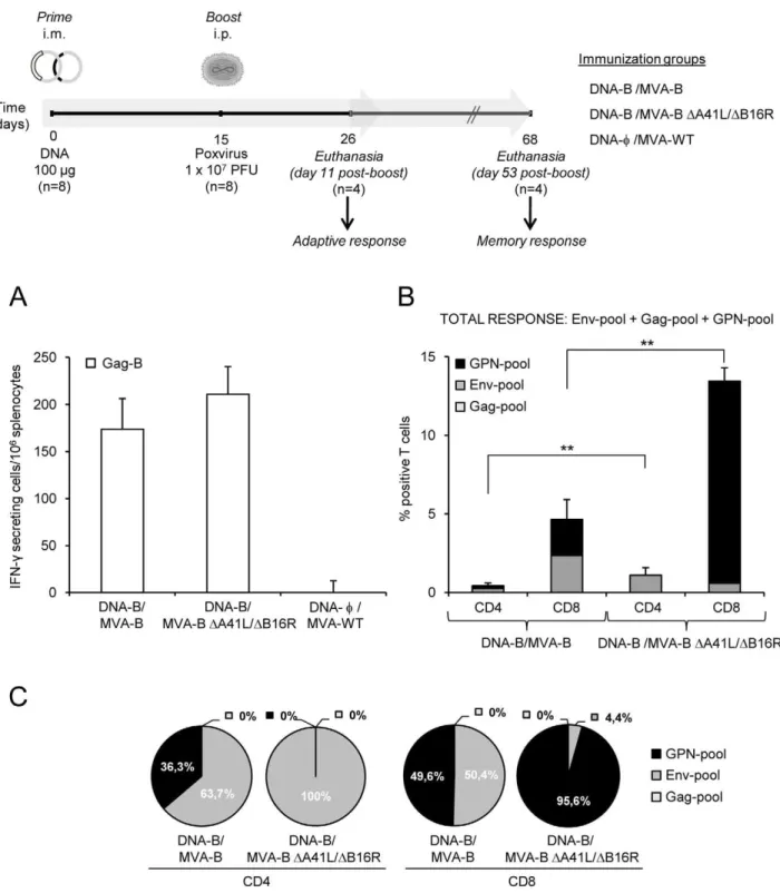 Figure 2. HIV-1-specific adaptive immune responses induced by MVA-B and MVA-B D A41L/ D B16R