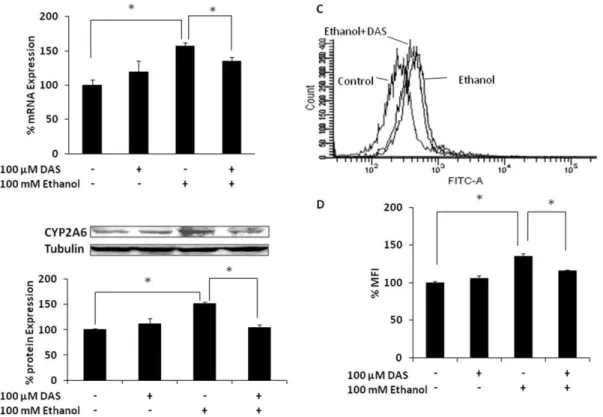 Figure 1. Effect of CYP2E1 selective inhibitor, DAS on ethanol-induced CYP2A6 expression level and oxidative stress