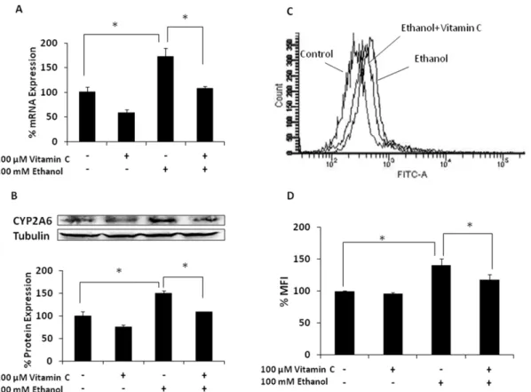 Figure 2. Effect of vitamin C on ethanol-induced CYP2A6 expression level and CYP2E1-mediated oxidative stress